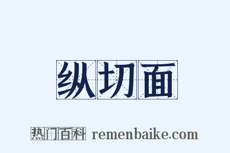 纵切面是什么意思的图片